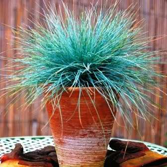 Festuca glauca - Blue Mondo Grass - 10 Seed Pack - Ornamental Drought Tolerant Evergreen Grass - New