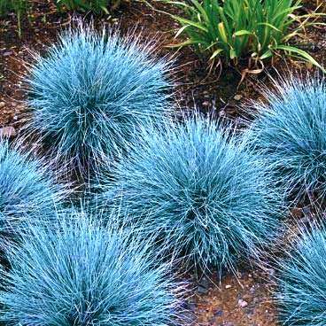 Festuca glauca - Blue Mondo Grass - 10 Seed Pack - Ornamental Drought Tolerant Evergreen Grass - New