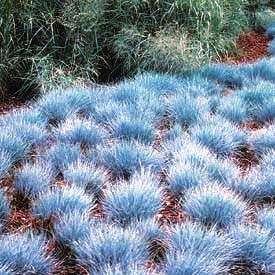 Festuca glauca - Blue Mondo Grass - 10 Seed Pack - Ornamental Drought Tolerant Evergreen Grass - New