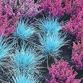 Festuca glauca - Blue Mondo Grass - 10 Seed Pack - Ornamental Drought Tolerant Evergreen Grass - New