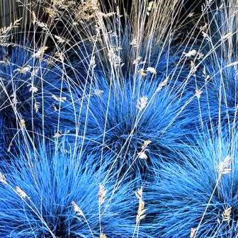 Festuca glauca - Blue Mondo Grass - 10 Seed Pack - Ornamental Drought Tolerant Evergreen Grass - New
