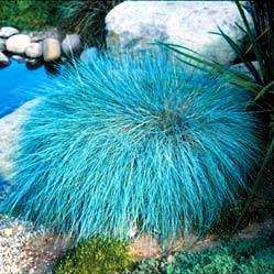 Festuca glauca - Blue Mondo Grass - 10 Seed Pack - Ornamental Drought Tolerant Evergreen Grass - New