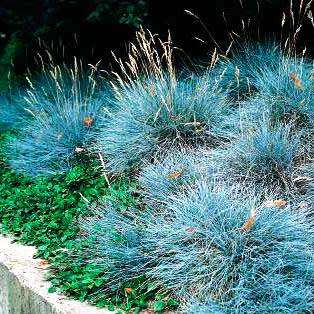Festuca glauca - Blue Mondo Grass - 10 Seed Pack - Ornamental Drought Tolerant Evergreen Grass - New
