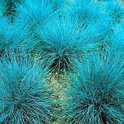 Festuca glauca - Blue Mondo Grass - 10 Seed Pack - Ornamental Drought Tolerant Evergreen Grass - New