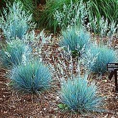 Festuca glauca - Blue Mondo Grass - 10 Seed Pack - Ornamental Drought Tolerant Evergreen Grass - New