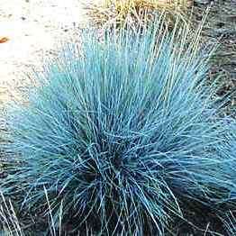 Festuca glauca - Blue Mondo Grass - 10 Seed Pack - Ornamental Drought Tolerant Evergreen Grass - New