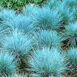 Festuca glauca - Blue Mondo Grass - 10 Seed Pack - Ornamental Drought Tolerant Evergreen Grass - New