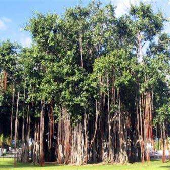 Ficus benghalensis, Indian Banyan Fig Evergreen Tree, 10 Seed Pack - NEW
