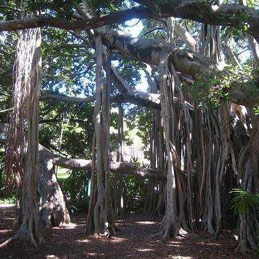 Ficus benghalensis, Indian Banyan Fig Evergreen Tree, 10 Seed Pack - NEW