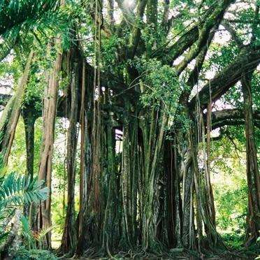 Ficus benghalensis, Indian Banyan Fig Evergreen Tree, 10 Seed Pack - NEW