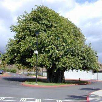 Ficus benghalensis, Indian Banyan Fig Evergreen Tree, 10 Seed Pack - NEW