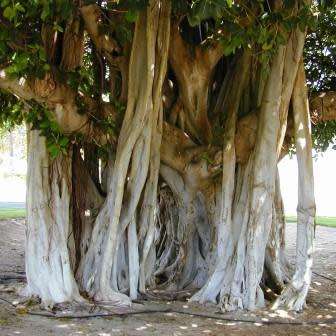 Ficus benghalensis, Indian Banyan Fig Evergreen Tree, 10 Seed Pack - NEW
