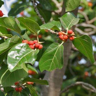 Ficus benghalensis, Indian Banyan Fig Evergreen Tree, 10 Seed Pack - NEW