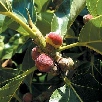Ficus benghalensis, Indian Banyan Fig Evergreen Tree, 10 Seed Pack - NEW
