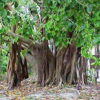 Ficus benghalensis, Indian Banyan Fig Evergreen Tree, 10 Seed Pack - NEW