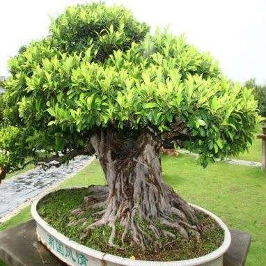 Ficus benghalensis, Indian Banyan Fig Tree Bonsai, 10 Seed Pack - Combined Worldwide Shipping