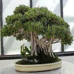 Ficus benghalensis, Indian Banyan Fig Tree Bonsai, 10 Seed Pack - Combined Worldwide Shipping