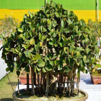 Ficus benghalensis, Indian Banyan Fig Tree Bonsai, 10 Seed Pack - Combined Worldwide Shipping