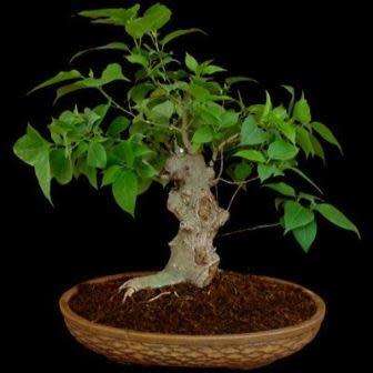 Ficus benghalensis, Indian Banyan Fig Tree Bonsai, 10 Seed Pack - Combined Worldwide Shipping