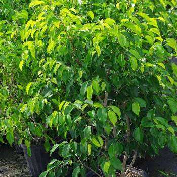 Ficus benjamina - Weeping Fig - 10 Seed Pack - Exotic Evergreen Tree - Combined Shipping