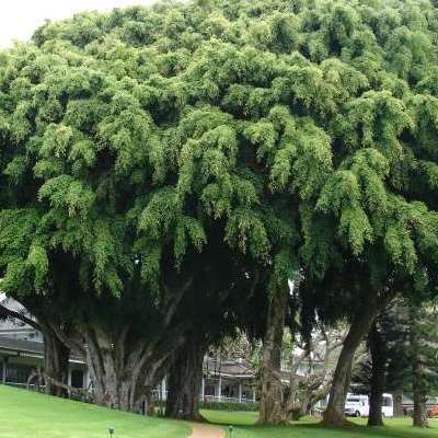 Ficus benjamina - Weeping Fig - 10 Seed Pack - Exotic Evergreen Tree - Combined Shipping