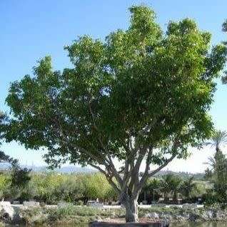 Ficus benjamina - Weeping Fig - 10 Seed Pack - Exotic Evergreen Tree - Combined Shipping