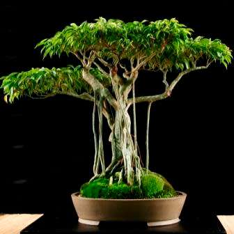 Ficus benjamina - Weeping Fig Tree - 10 Seed Pack - Exotic Bonsai + Growing Bonsai eBook