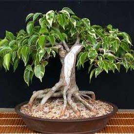 Ficus benjamina - Weeping Fig Tree - 10 Seed Pack - Exotic Bonsai + Growing Bonsai eBook