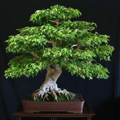 Ficus benjamina - Weeping Fig Tree - 10 Seed Pack - Exotic Bonsai + Growing Bonsai eBook