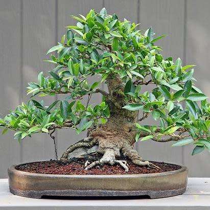 Ficus benjamina - Weeping Fig Tree - 10 Seed Pack - Exotic Bonsai + Growing Bonsai eBook