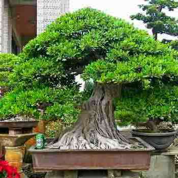 Ficus microcarpa Seeds - Chinese Banyan - Exotic Bonsai + Growing Bonsai eBook