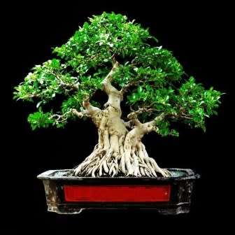 Ficus microcarpa Seeds - Chinese Banyan - Exotic Bonsai + Growing Bonsai eBook
