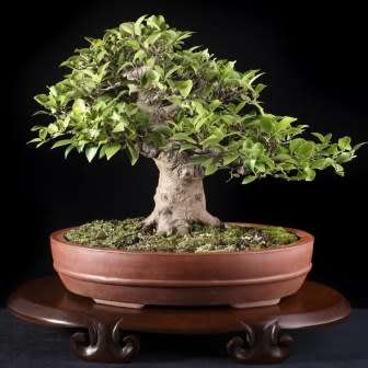 Ficus microcarpa Seeds - Chinese Banyan - Exotic Bonsai + Growing Bonsai eBook