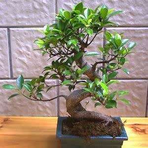 Ficus microcarpa Seeds - Chinese Banyan - Exotic Bonsai + Growing Bonsai eBook