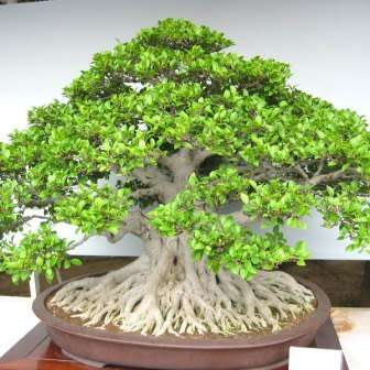Ficus microcarpa Seeds - Chinese Banyan - Exotic Bonsai + Growing Bonsai eBook