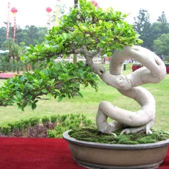 Ficus microcarpa Seeds - Chinese Banyan - Exotic Bonsai + Growing Bonsai eBook