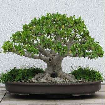 Ficus microcarpa Seeds - Chinese Banyan - Exotic Bonsai + Growing Bonsai eBook