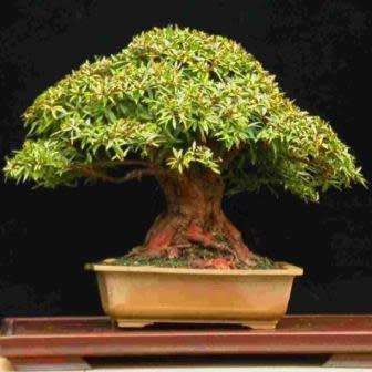 Ficus sur, Broom Cluster Fig Bonsai Seeds, Indigenous Edible Fruit - NEW