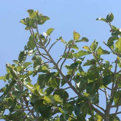 Ficus sycomorus, Ficus sycamorus - Sycamore Fig 10 Seed Pack Indigenous Evergreen Edible Fruits NEW