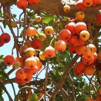 Ficus sycomorus, Ficus sycamorus - Sycamore Fig 10 Seed Pack Indigenous Evergreen Edible Fruits NEW