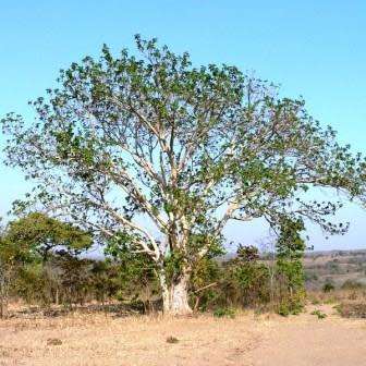 Ficus sycomorus, Ficus sycamorus - Sycamore Fig 10 Seed Pack Indigenous Evergreen Edible Fruits NEW