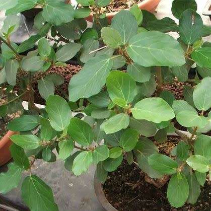 Ficus sycomorus, Ficus sycamorus - Sycamore Fig 10 Seed Pack Indigenous Evergreen Edible Fruits NEW