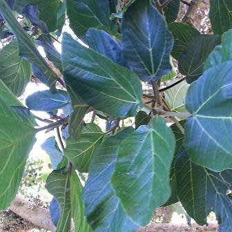 Ficus sycomorus, Ficus sycamorus - Sycamore Fig 10 Seed Pack Indigenous Evergreen Edible Fruits NEW
