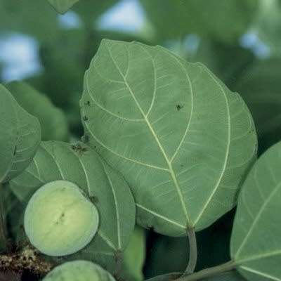 Ficus vallis-choudae - False Cape Fig - 5 Seed Pack - Exotic Evergreen Fruit Tree - NEW