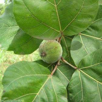 Ficus vallis-choudae - False Cape Fig - 5 Seed Pack - Exotic Evergreen Fruit Tree - NEW