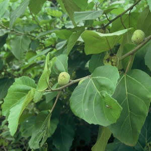 Ficus vallis-choudae - False Cape Fig - 5 Seed Pack - Exotic Evergreen Fruit Tree - NEW