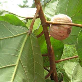 Ficus vallis-choudae - False Cape Fig - 5 Seed Pack - Exotic Evergreen Fruit Tree - NEW