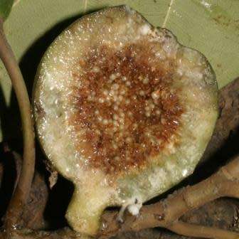 Ficus vallis-choudae - False Cape Fig - 5 Seed Pack - Exotic Evergreen Fruit Tree - NEW