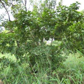 Ficus vallis-choudae - False Cape Fig - 5 Seed Pack - Exotic Evergreen Fruit Tree - NEW