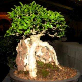 Ficus burtt-davyi - Scrambling Veld Fig - 10 Seed Pack - Indigenous Bonsai - NEW
